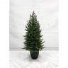 Ель новогодня TRIUMPH TREE 100% литая в горшочке 155 см зеленая 70042
